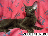 ������������ ������, �������������� �������� �� ���������  Shanti Cats