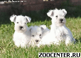 ����������� ���� - ������������