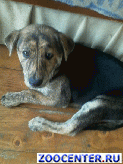 � ������ ����