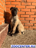 
Gampr Armenian wolfhound