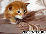 ������ ������ ����-���