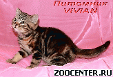 ���������� ������ ��������� �������� �� ��������� VIVIAN