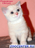 ���������� ��������� ������ �� ��������� VIVIAN