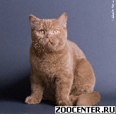 �������� ���������� ����� LA MURR*CAT (�����) ���������� ������������ �����, ������������ ��������� ����. �������� � ��������!