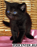 ���������� ������ ������� ������ �� ��������� VIVIAN