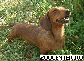 ������ ����