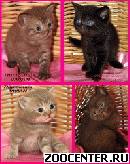 ���������� ���������� ������ �� ��������� VIVIAN