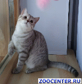 ����� ������� ������