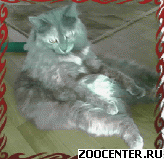 �������� �����