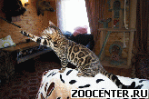 ����������� ������