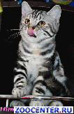 ���������� ������ ��������� �������� �� ��������� VIVIAN