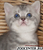 ���������� ������ �� ��������� VIVIAN