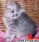 ���������� ������� ������ ������ �� ��������� VIVIAN