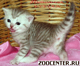 ���������� ������ ���������� ������ �� ������� �� ��������� VIVIAN