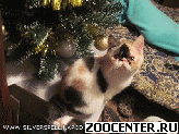 ������������ ������: �������, �������, ������, �������