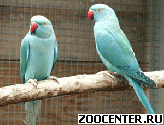 ���������� ������� - ������ ������� �����