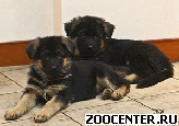 �����- ���� �������� �������, ����� � ��������