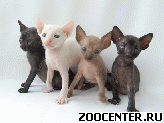 ������ ���� - �������� ������