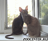 ������ ���� - �������� ������
