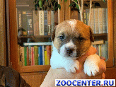 
Puppies Jack Russell Terrier