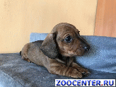 
Rabbit Dachshund
