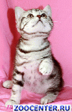 Kittens chocolate marble silver-show class