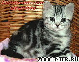 ���������� ������ ��������� ������� �� ��������� VIVIAN