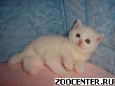 2 white british kittens for sale