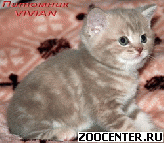 ���������� ��������� ������ �� ��������� VIVIAN