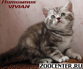 ���������� ������ ��������� ��������� �� ��������� VIVIAN