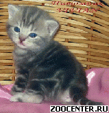 ���������� ������� ������ �� ��������� VIVIAN