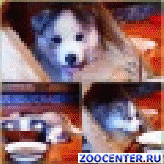 Sell Siberian husky puppies