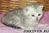���������� ������ ���������� ����� �� VIVIAN