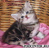 ���������� ��������� ������ �� ��������� VIVIAN
