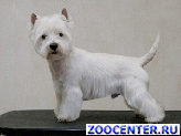 Grooming dogs and cats of all breeds