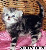 ���������� ��������� ������ �� ��������� VIVIAN
