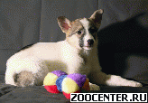 �� ������ ��� �? � - ����, ����� � ���