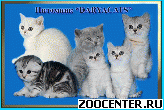 ���������� ������ ����������� ������� �� ��������� Daryacats