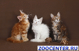 �������� ����-����� kun-cats.ru