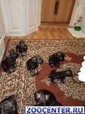 ����� � �����������