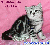 ���������� ������ ������ �� ��������� VIVIAN
