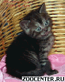 ���������� ������� ������ �� ��������� VIVIAN