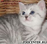 ���������� ������� ������ ������ �� ��������� VIVIAN