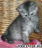 ���������� ������� ������ �� ��������� VIVIAN