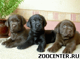 �������� �������� - �����