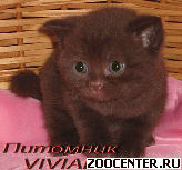 ���������� ���������� ������ �� ��������� VIVIAN