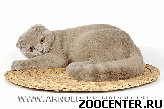 ����������� ������ (Scottish Fold amp; Scottish Straight)