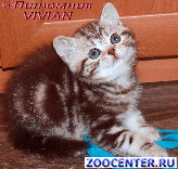 
Kittens chocolate marble on silver.