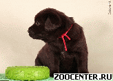 �������� - ���������� � ר���� �����