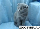 ��������� ������� � �����������